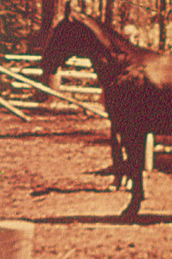 Movie poster for Eleven Different Horses (1970)