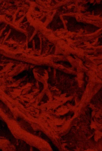 Movie poster for Language of the Entrails (2025)