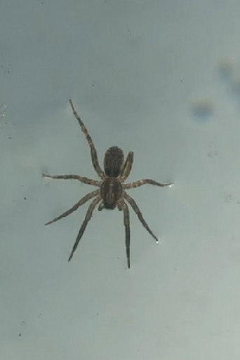 Quietly, I Walk the Wrong Way poster