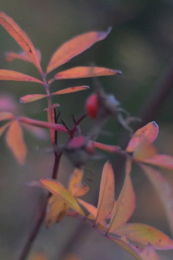 Ecoterrorismo poster