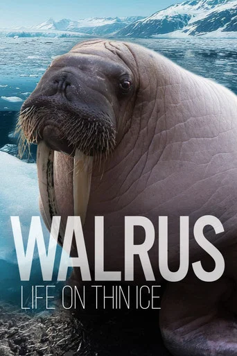 Movie poster for Walrus: Life on Thin Ice (2025)