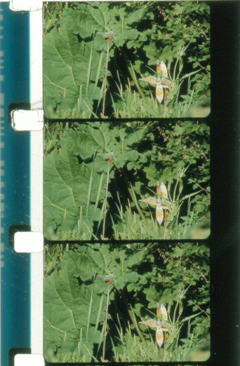 Movie poster for Jardin du marais (2010)
