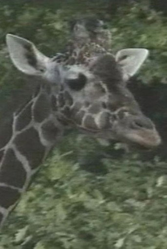 Movie poster for Luis Buñuel: The Spots of the Giraffe (1991)