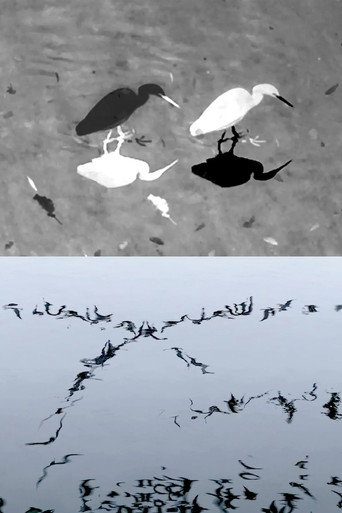 Movie poster for Animal Studies (Egret / Seagull Reflection / Midges / Spider / Swans in a Line) (2026)