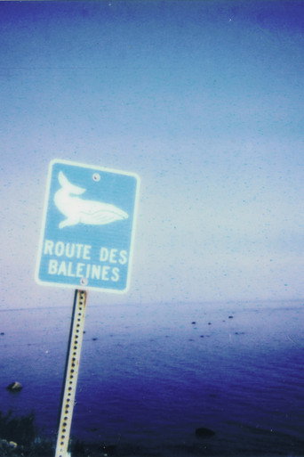 Movie poster for La route des baleines