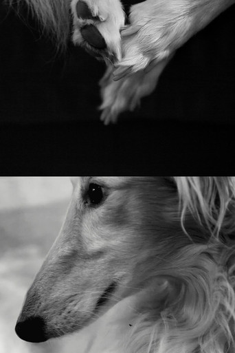 Movie poster for Cur (2010)