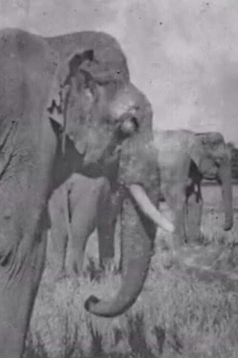 Movie poster for Land of the Elephants (1909)