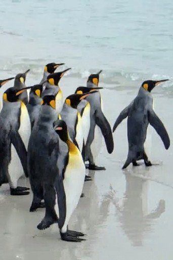 Movie poster for King Penguins in North Malvinas