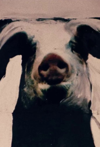 Movie poster for The Trail of the Pig (1993)
