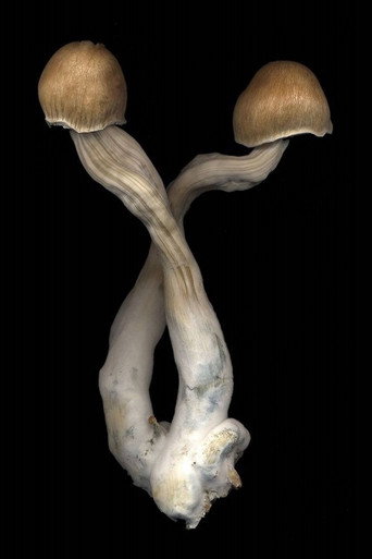 Movie poster for The Mushroom Archive (2022)