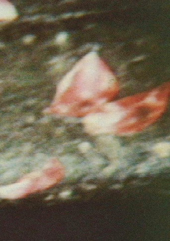 Movie poster for Shishōsetsu 1 (1987)