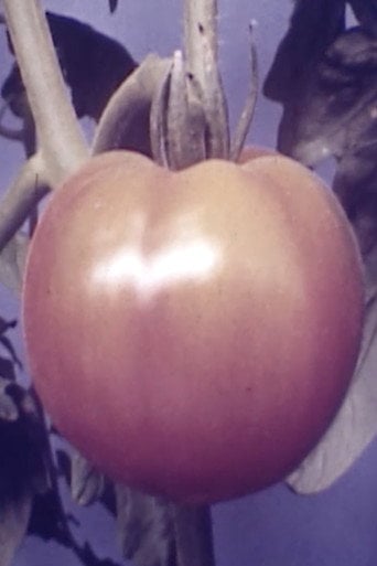 Movie poster for Tomatoe (1947)