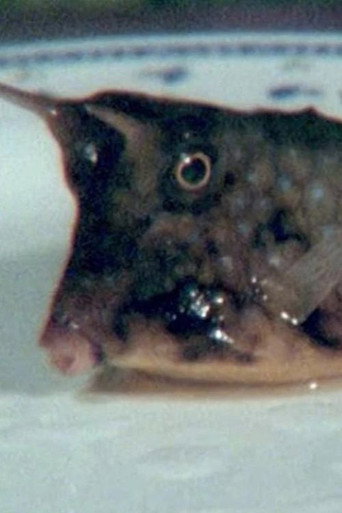 Movie poster for Cowfish (2011)