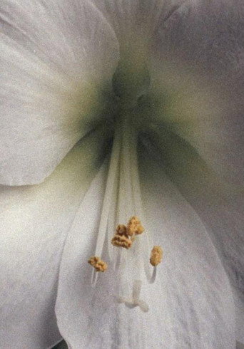 Movie poster for Amaryllis - A Study (2020)