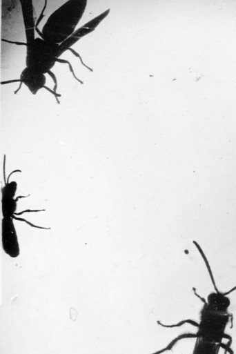 Movie poster for Insectes