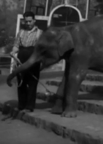 Movie poster for National Zoological Garden (1951)