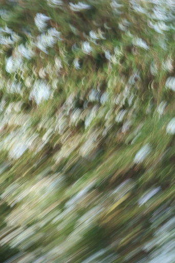 Movie poster for Weeds and Wildflowers (2023)