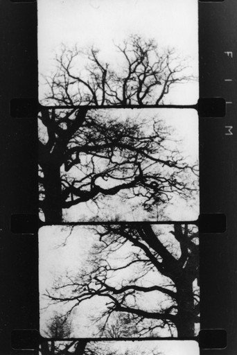 Movie poster for Finestra davanti ad un albero (1989)