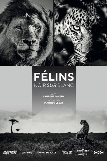 Movie poster for Félins, noir sur blanc (2021)