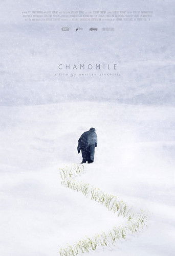 Chamomile poster
