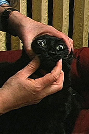 Movie poster for The Housesitter (2001)
