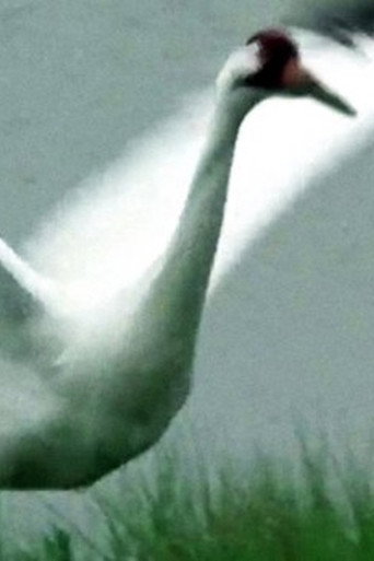 Movie poster for A Great White Bird (1976)