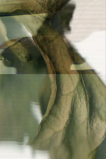 Movie poster for Um Minuto e Meio de Folhas em um Escâner
