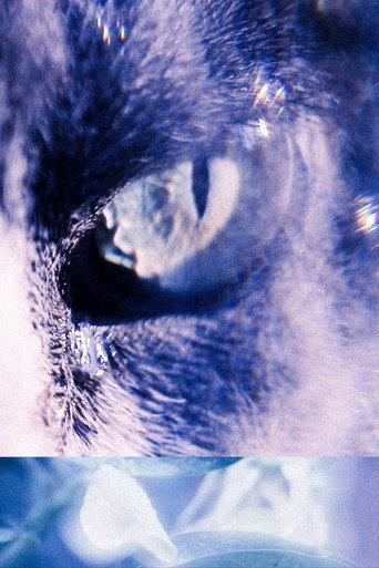 Movie poster for With the Eyes of My Cat (2024)