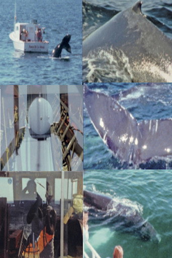 Movie poster for Whale Watch (2) (2022)