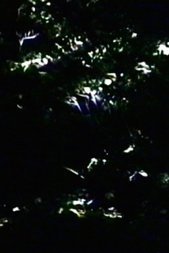 Movie poster for The Darkening (2000)