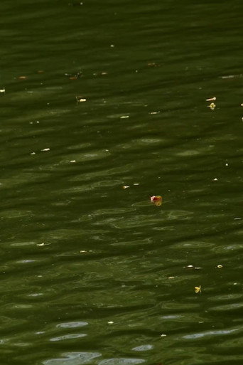 Movie poster for Haikus 2: Waters (2025)