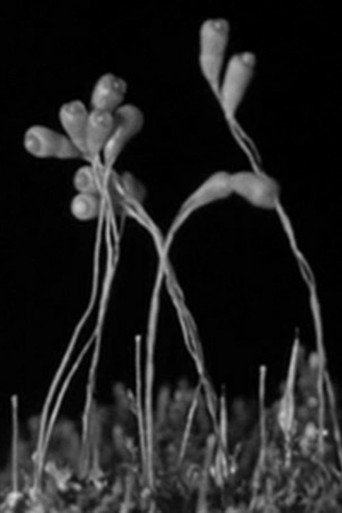 Movie poster for The Plants of the Pantry (1927)