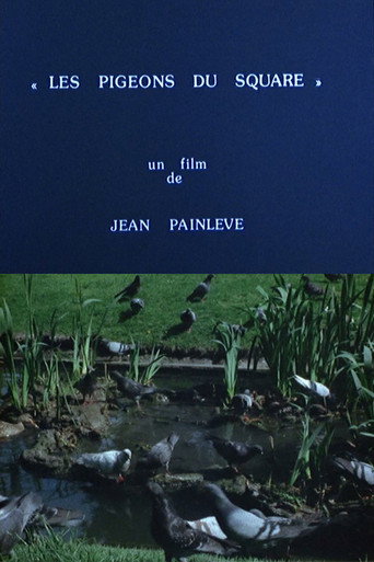 Movie poster for Pigeons in the Square (1982)