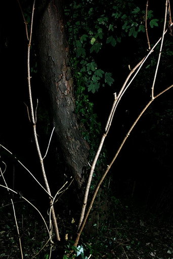 Cyclothymia of a Land poster