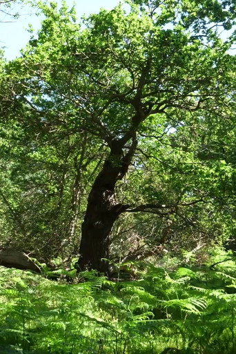 Movie poster for Arboreal (2021)
