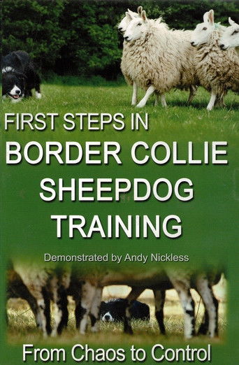 First Step in Border Collie sheepdog Training poster