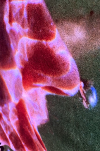 Movie poster for Welling Color Island West (2023)