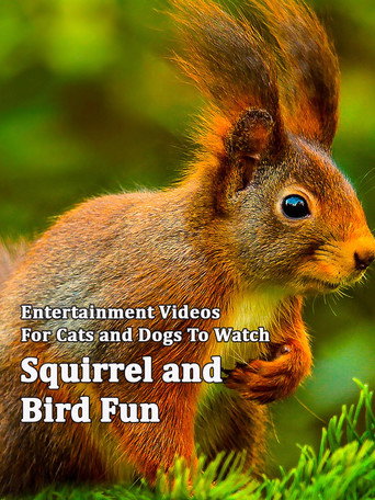 Movie poster for Squirrel and Bird Fun (2014)