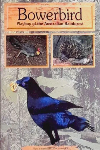 Movie poster for Bowerbird: Playboy of the Australian Rainforest (1996)