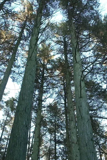 Movie poster for Keeping the Pinelands