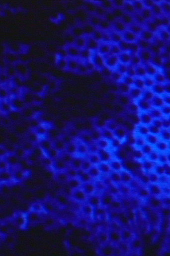 Movie poster for RED BLUE (2004)