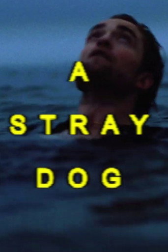 Movie poster for A Stray Dog (2018)