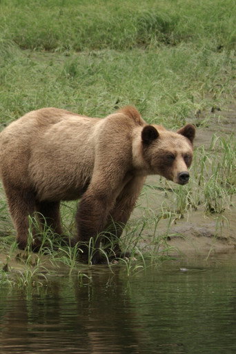 Movie poster for Bear Nation