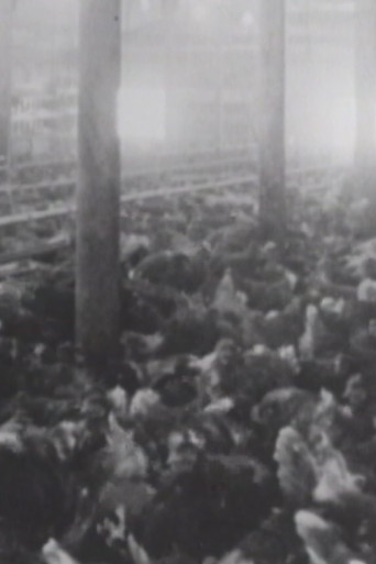 Rhode Island Red poster