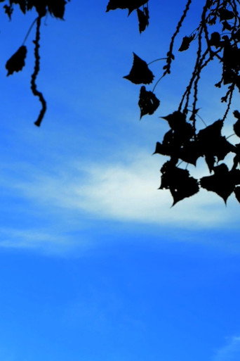 Movie poster for Haikus 1: Our Government, and the Sky (2025)