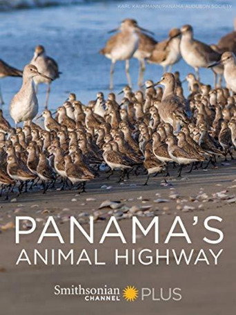 Movie poster for Panama's Animal Highway (2017)