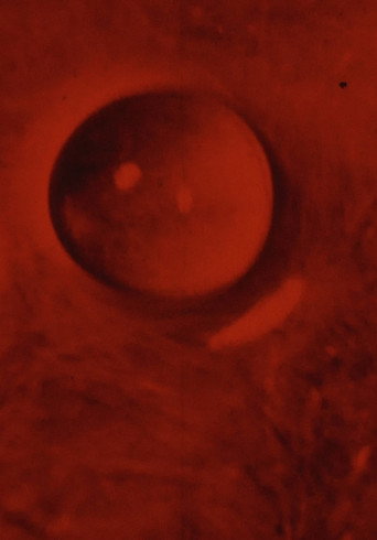 Movie poster for ASCENSION (1972)