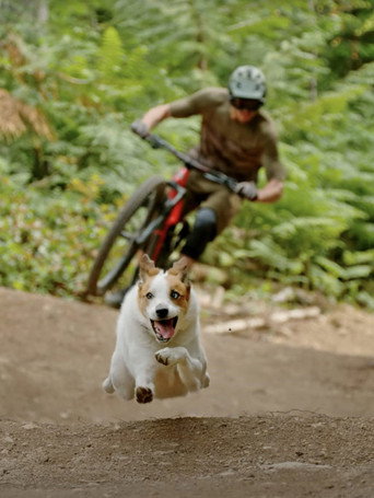 Movie poster for A Dog's Tale (2021)