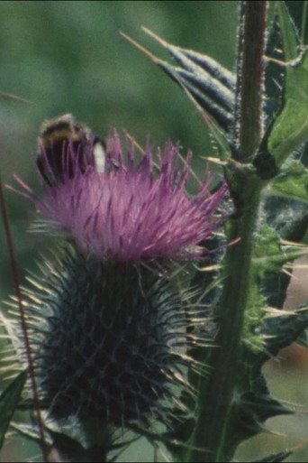 Movie poster for Thistledown (1983)