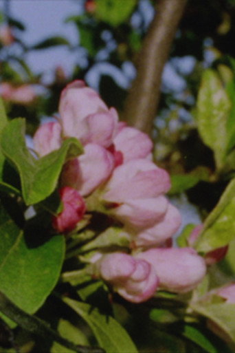 Movie poster for Autumn Rush for Kurt Kren and Winter and Spring and Summer (2003)